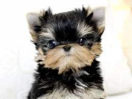 YORKSHIRE TERRIER